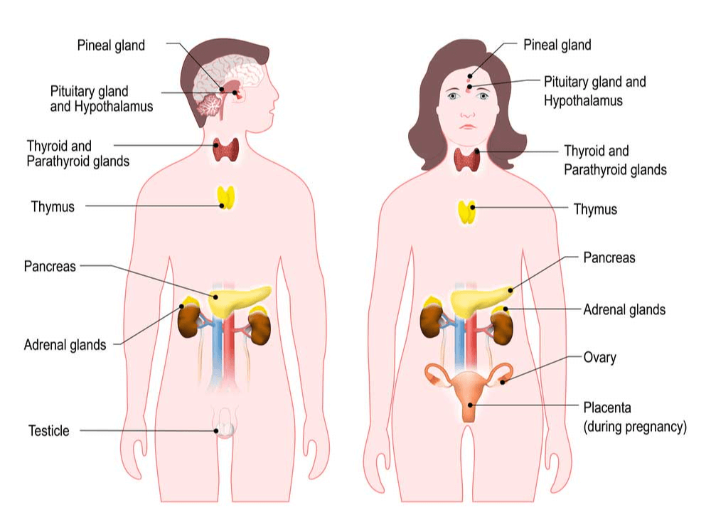 effects of anxiety